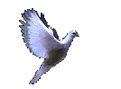 AnimatedImage-Dove